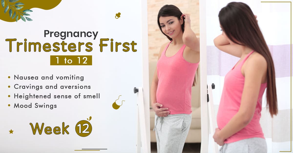 Pregnancy Trimester 1 Week 12 - StarAndDaisy