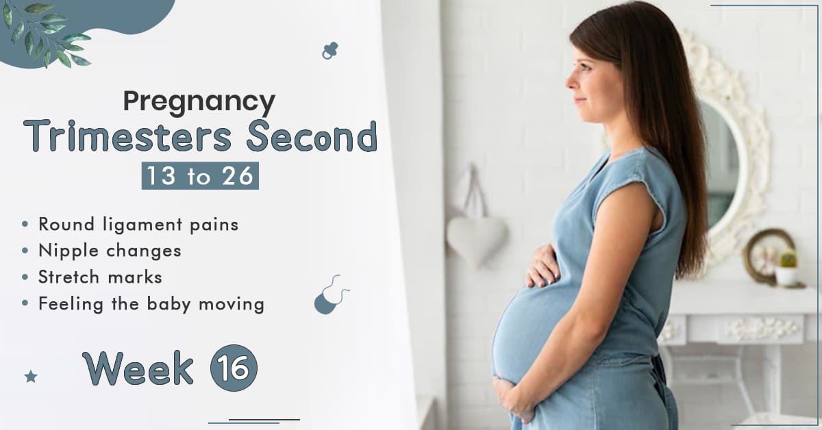 Pregnancy Trimester 2 Week 16 - StarAndDaisy