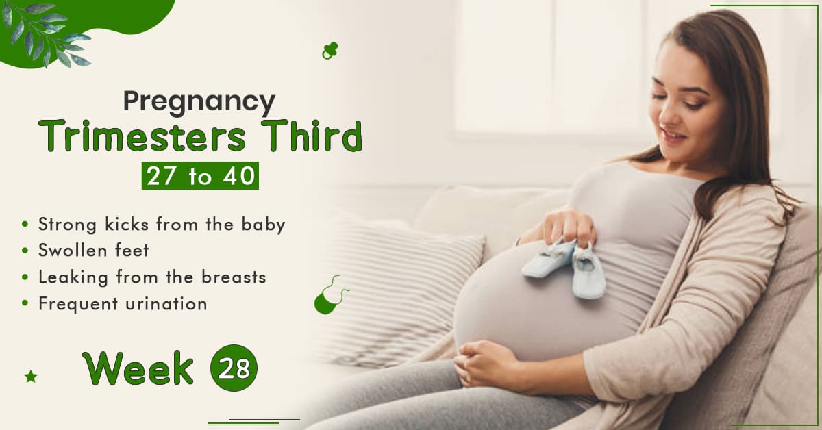 Pregnancy Trimester 3 Week 28 - StarAndDaisy