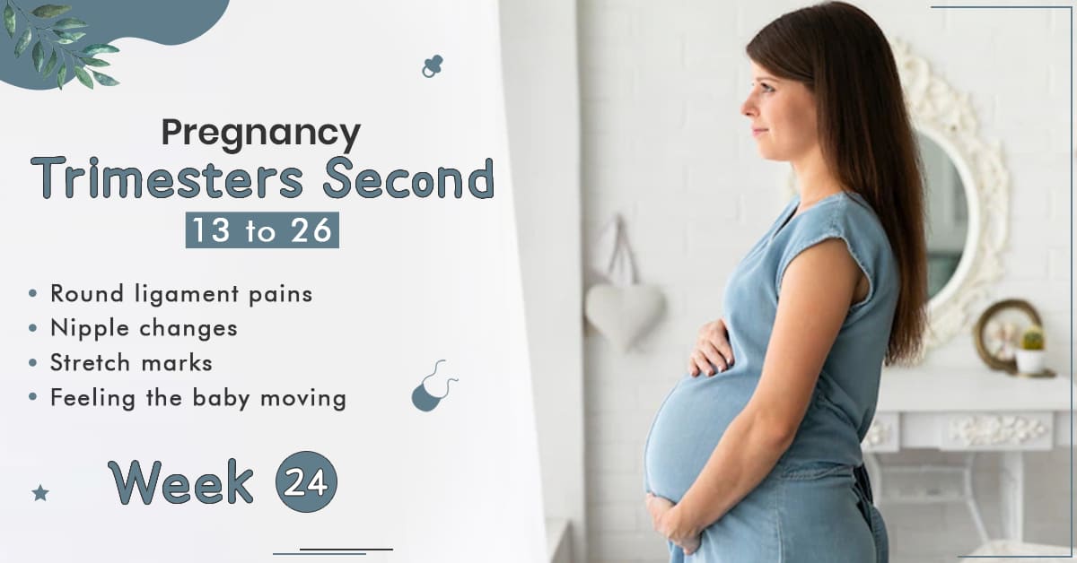 Pregnancy Trimester 2 Week 24- StarAndDaisy