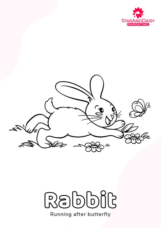 Rabbit-3